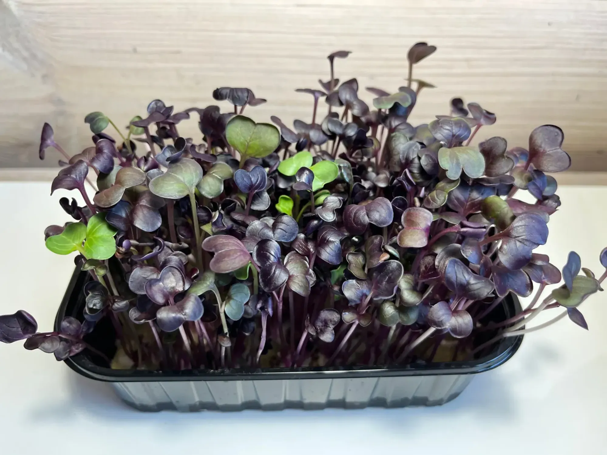 Микрозелень редиса санго (фиолетовый) фото 2